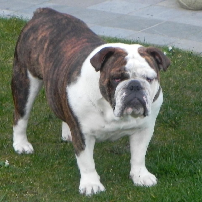 Gracy d'joe little rose From Isaboss